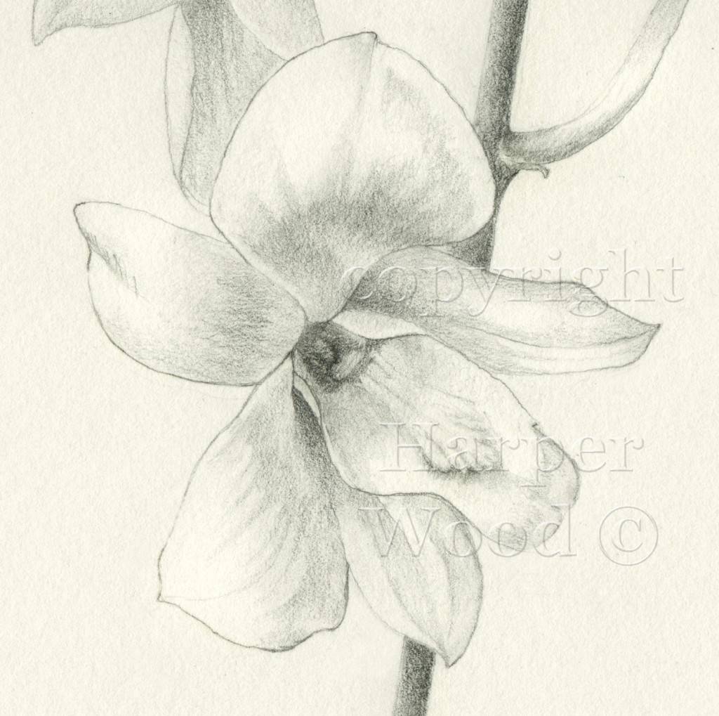 dendrobium orchid detail 